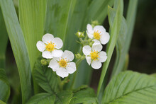White Flowers Of Strawberry (Fragaria Ananassa) Close-up In Garden