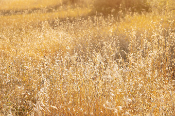 Wall Mural - Dry wild grass close-up at sunset as background.