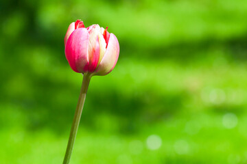 Fotomurales - Colorful tulip bud grows in a summer garden, close-up