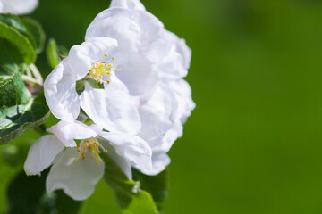 Fotomurales - Apple tree in bloom, white flowers close up photo