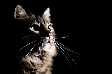 Portrait of an adorable cat on an isolated black background