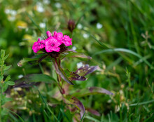 Closeup Of Wild Pinks, Dianthus Sweet William Flowers In Summer Bloom
