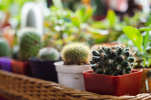 Succulent Display In Street Craft Shop, Focus On Single Plant With Blurred Background