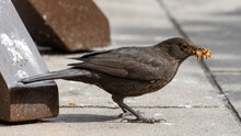 Female Blackbird Feeding On Mealworms