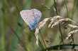 Motyl modraszek na łące