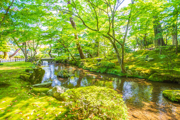 石川県金沢市　新緑の兼六園
