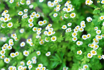 Poster - daisy flowers. summer garden. chamomile in the meadow.