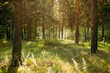 Forest glade with grass surrounded by pine trees brightly lit by sunlight