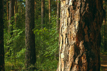 Close-up Of A Pine Trunk And Its Bark And Protruding Resin Lit By Sunlight Against A Background Of Green Forest And Tree Trunks