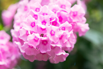 Sticker - Garden phlox (Phlox paniculata), vivid summer flowers. Blooming branches of phlox in the garden on a sunny day. Soft blurred selective focus.	