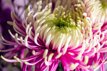 Large bud of beautiful chrysanthemum Rosanna Charlotte with pink and green petals macro photo. Duo toned chrysanthemum flower big blooms, collectively known as kotengiku or antique chrysanthemums.