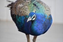 Peacock A Closeup Shot
