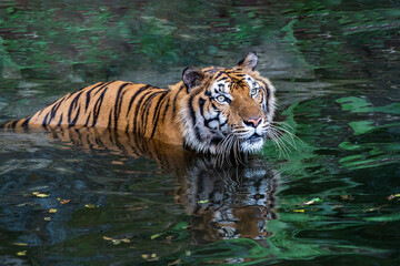 Wall Mural - Indochinese tiger resting in a swamp.
