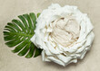 © Alena Yakusheva - big white flower as digital backdrop or background for newborn baby photography, newborn photo setup and decorations