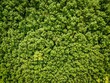 Aerial view forest tree environment forest nature background, Texture of green tree top view forest from above