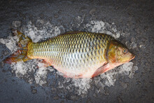 Carp Fish, Fresh Raw Fish On Ice For Cooked Food And Dark Background, Common Carp Freshwater Fish Market