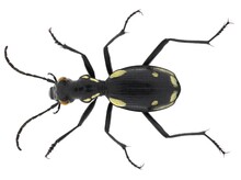 Egyptian Predator Beetle, Anthia (Termophilum) Sexmaculata (Coleoptera: Carabidae). Adult. Dorsal View. Isolated On A White Background