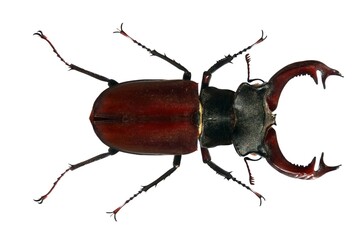 European stag beetle, Lucanus cervus (Coleoptera: Lucanidae) isolated on a white background