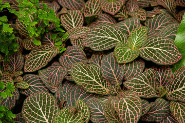 Sticker - exotic plant fittonia, nature background