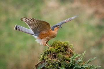 Aufkleber - A male sparrowhawk landing on top of an old log. His wings are spread out