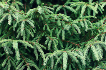 Wall Mural - green fresh fir branches seasonal background forest