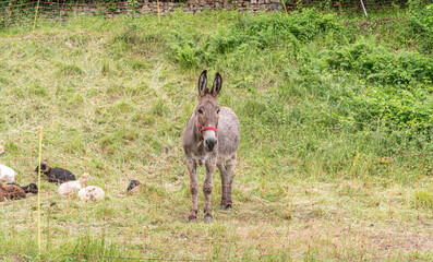 donkey in the field