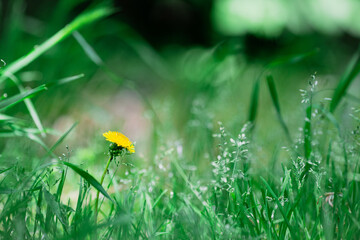 Dandelion into the grass 2