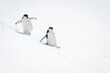 Two chinstrap penguins sliding down snowy hill