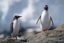 Two Gentoo Penguins Stand On Sunlit Rock