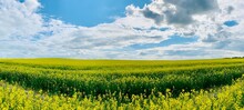 Panoramic View Of The Rapeseed Field Against A Blue Sky With Clouds.