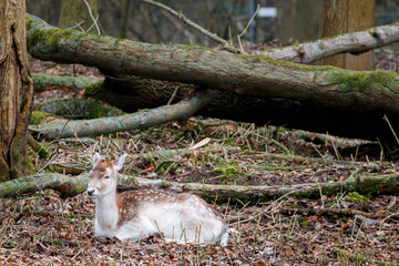 Wall Mural - Une biche se repose dans la forêt