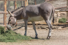 View At A Typical Somali Wild Donkey Eating Straw On The Zoo, Equus Africanus Somaliensis, Gray Color On The Back And Stripes On The Paws