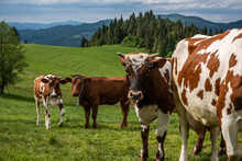 Cow Grazing On Green Pasture Meadow In Pieniny Mountains In Poland At Spring