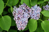 Fototapeta Paryż - Lilac trees in lilac garden in Moscow.	