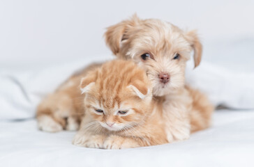 Poster - Goldust Yorkshire terrier puppy hugs tiny kitten under warm blanket on a bed at home