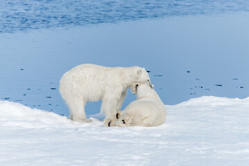 Two young wild polar bear cubs playing on pack ice in Arctic sea, north of Svalbard