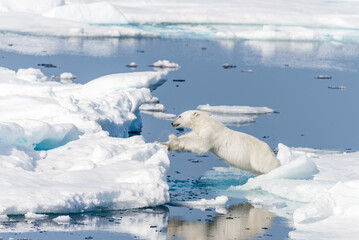 Wall Mural - Wild polar bear jumping across ice floes north of Svalbard Arctic Norway