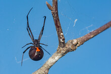 Southern Black Widow Spider - Latrodectus Mactans
