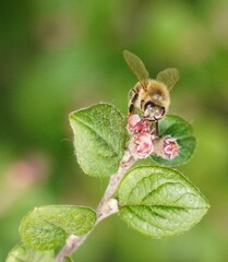 Poster - bee on a flower