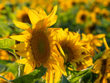 Fototapeta  - Bright yellow lovely sunflower flowers in sunlight.