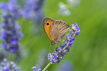 Wall Mural - pyronia tithonus