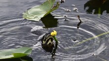 Florida Red-bellied Cooter Or Florida Redbelly Turtle (Pseudemys Nelsoni)eating From A Yellow Pond-lily (Nuphar Variegata) Bud , Everglades, Florida.