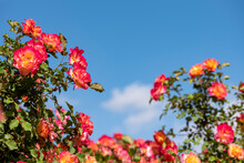 Beautiful Rose Bush Against Blue Sky With White Clouds