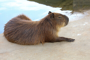 Wall Mural - The Capybara giant rat is cute animal in garden