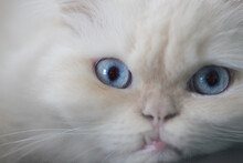 White Persian Cats And Blue Eye