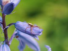 Running Crab Spider Waiting On A Bluebell