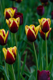 Fototapeta Tulipany - Tulips bloom Triumph Gavota in spring garden