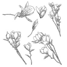 Magnolia Flower Drawings Set. Sketch Of Floral Botany Twigs From Real Tree. Black And White With Line Art Isolated On White Background. Real Life Hand Drawn Illustrations Of Magnolia Bloom. Vector.