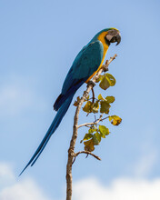 A Blue And Yellow Macaw Perched On A Tree Branch. Species Ara Ararauna Also Know As Arara Canide. It Is The Largest South American Parrot. Birdwatching. Bir Lover.