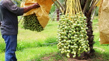 A Bunch Of Fresh Green Dates Hanging On The Tree. Farmers Are Checking Raw Dates In Organic Plantations With Copy Spaces. Selective Focus